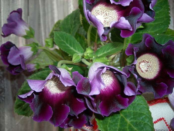 Gloxinia mov cu alb