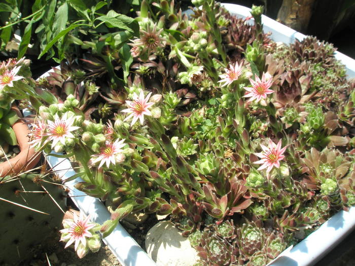 Sempervivum - flori - Plante de exterior din vara 2009