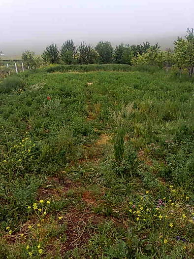 Imagine0196; mancarea iepurasilor
