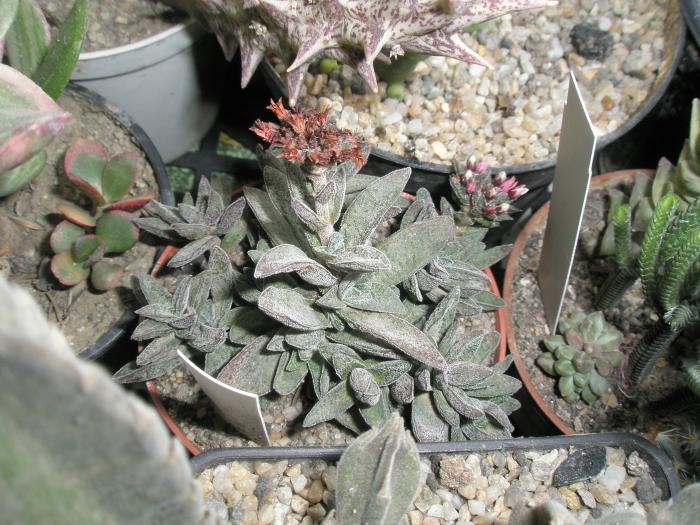 P1100038 - cactusi la iernat 2008-2009