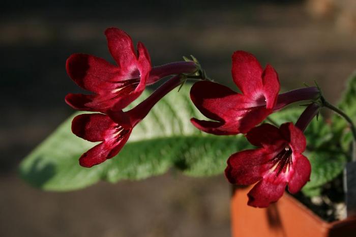 streptocarpus