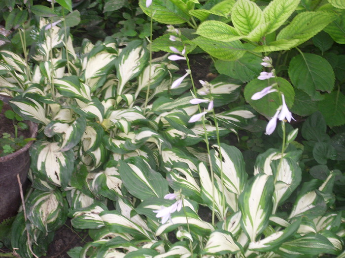 DSCI1134 - flori din gradina mea