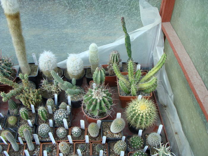 Cactusi