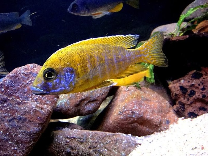 baeschi3 - African Cichlid