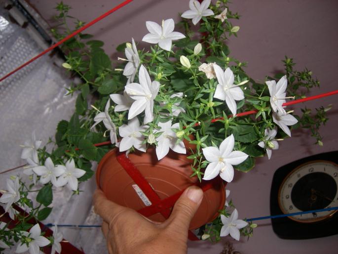 Flori 2008 