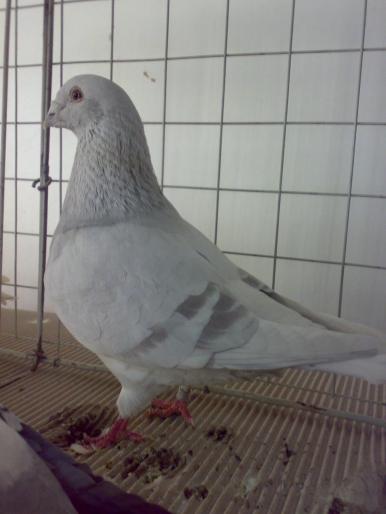 standard 2 - 1504 Expo Sibiu 2008