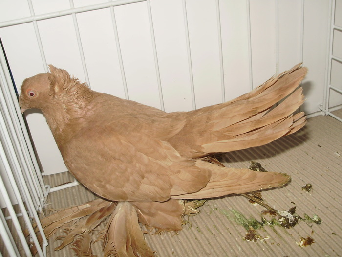 bucovina 5 - 1509 rom juc 1