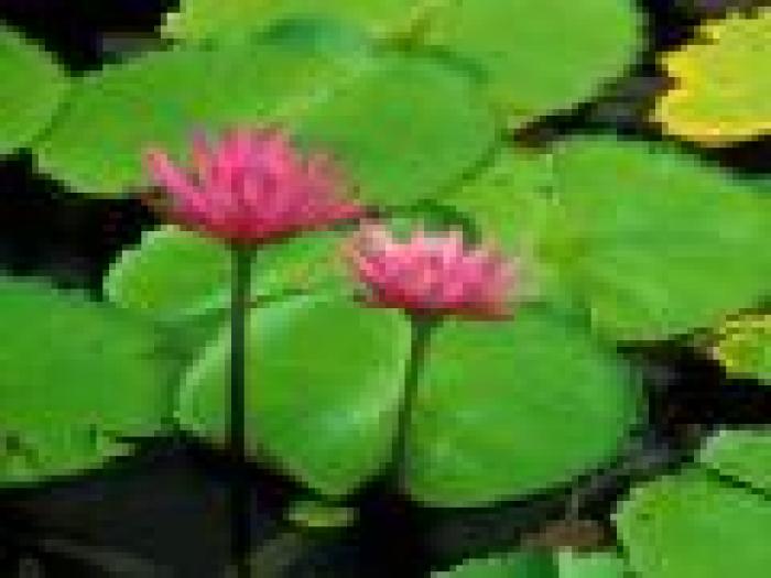 Poze Flori Wallpapers Flori Extraordinare