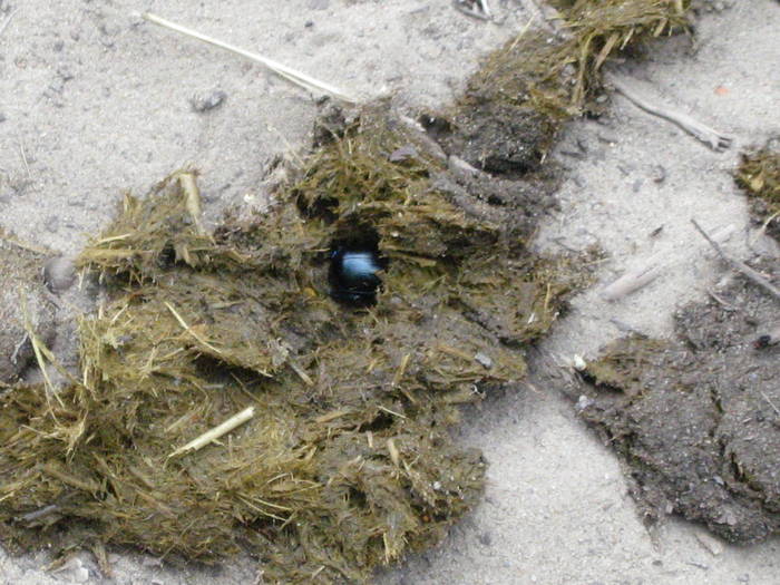 IMG_3493 - salcim I si II 2009