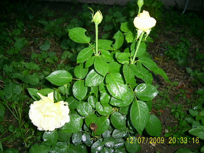 trandafirii (4) - Trandafirii lui Tusi
