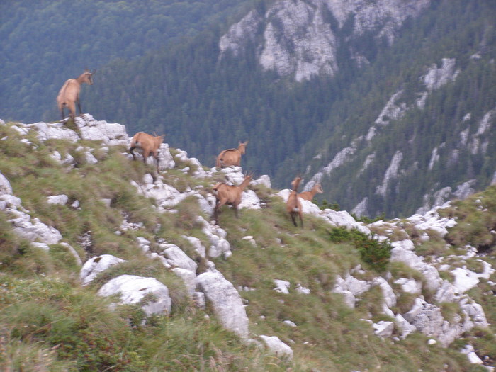 141 - Ab31 - Part 1 ZARNESTI PLAIU FOII VF ASCUTIT PIATRA CRAIULUI Aug 2009