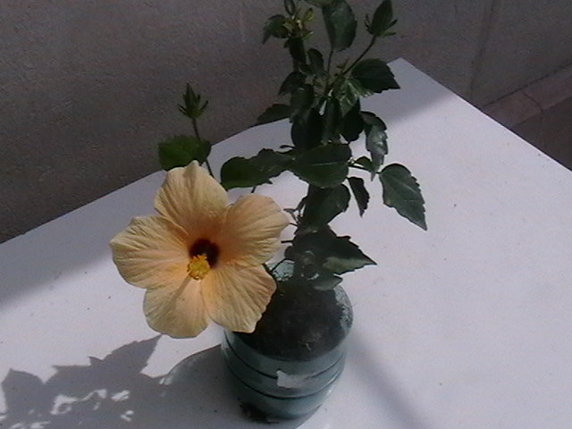 Picture 055 - oxigenul din case 2009
