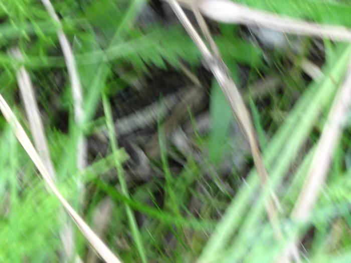 IMG_3466 - salcim I si II 2009