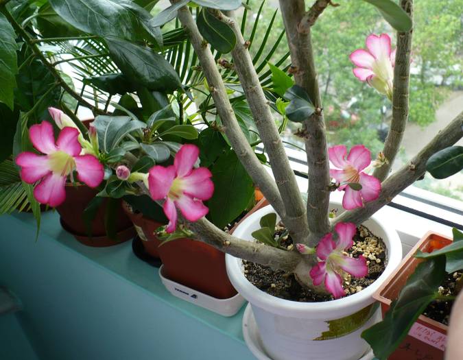 P1120318 - ADENIUM OBESUM