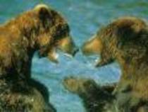 Bears Ursi Wallpapers 1 - poze cu animale