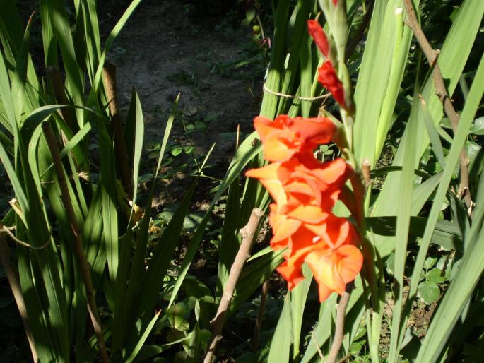 P8020112 - gladiole 2008-2009