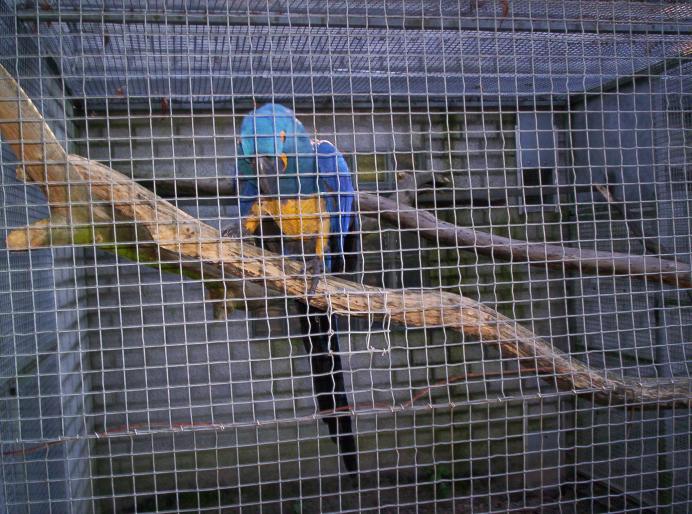 190 centru papag. 6 oct 2007 (11)