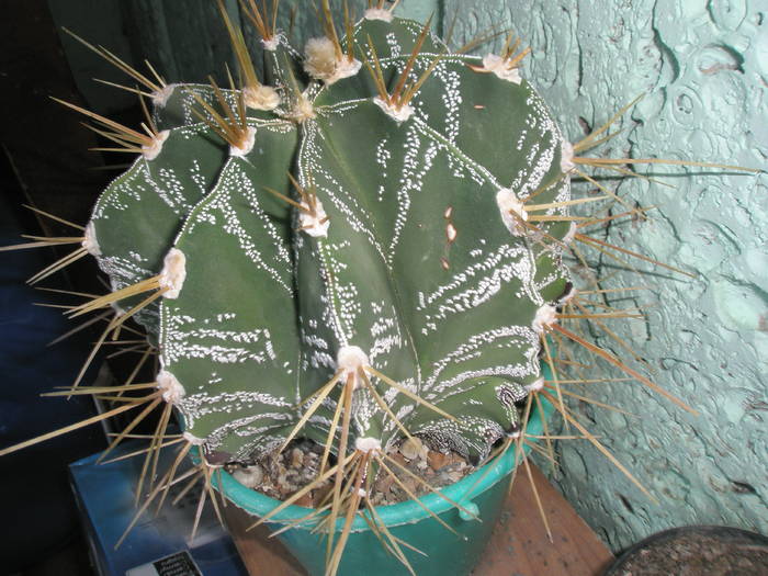 Astrophytum - Mangalia - 17-19 iulie 2009