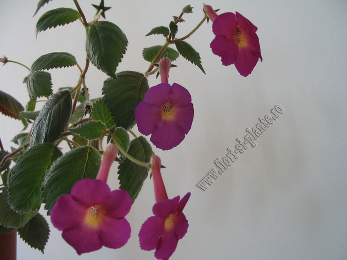 Achimenes Lady Lyttelton 5