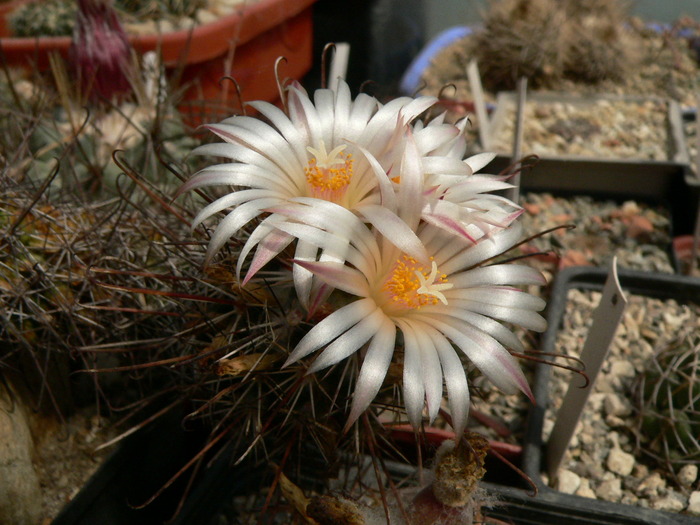 coryphantha_clavata_ssp.stipitata_f. - genul Coryphantha