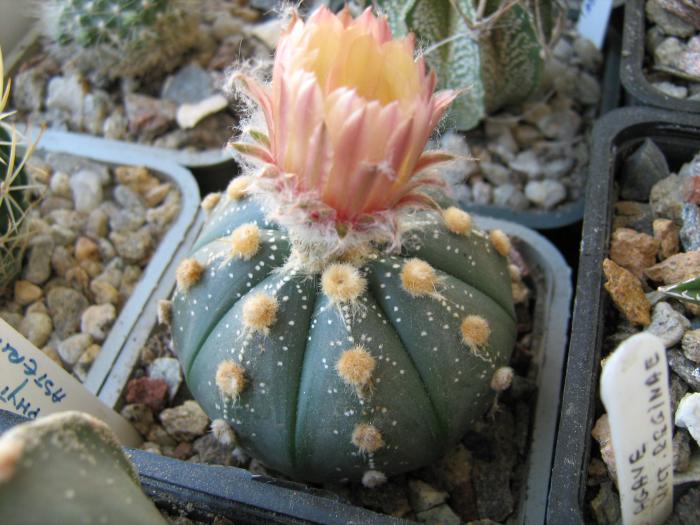 Astro.asterias hb.-floare - Astrophytum