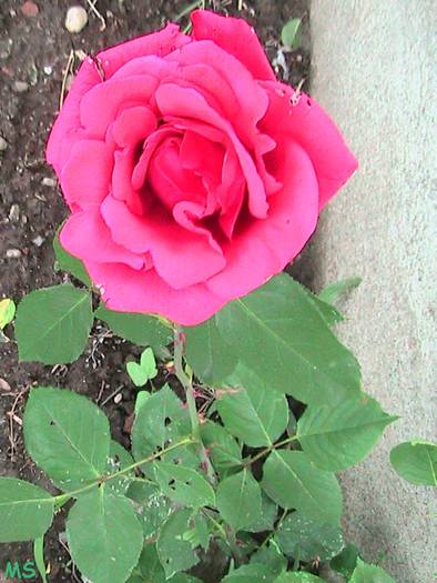 tr.roz - Trandafiri