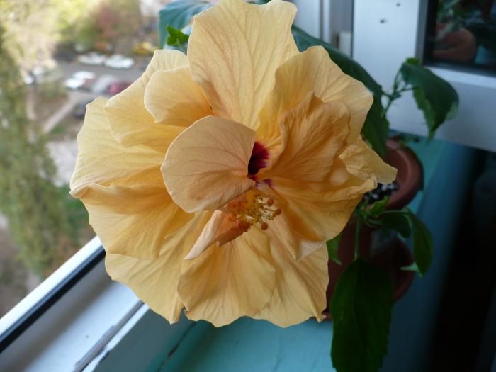 P1050674