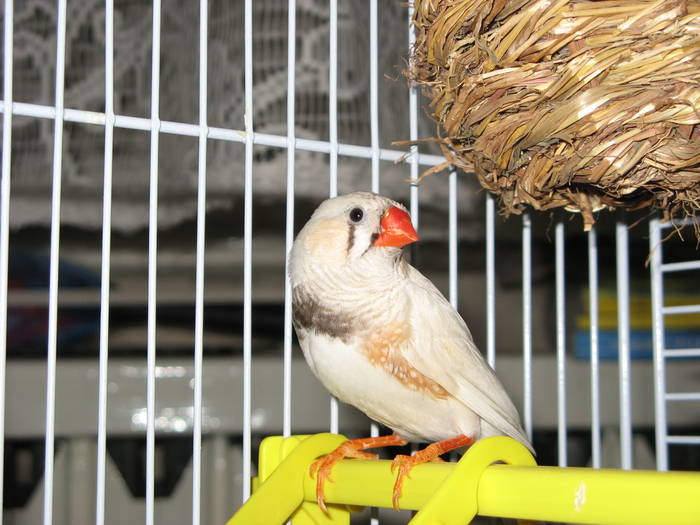 IMG_0058 - 1_1 - Zebre australiene - Zebra finches