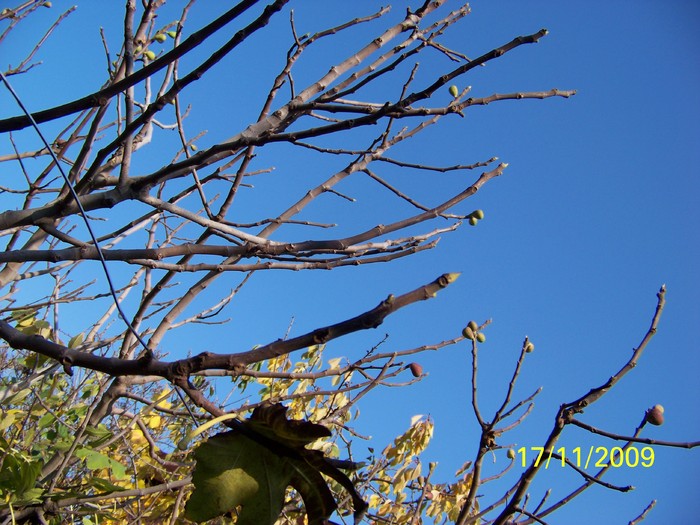 100_4584 - Toamna in curte  Timisoara