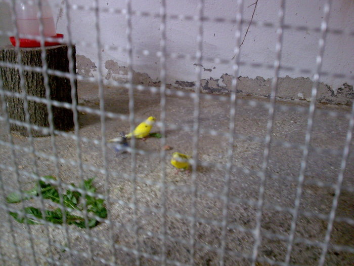 Imagine043 - PAPAGALI SI CANARI