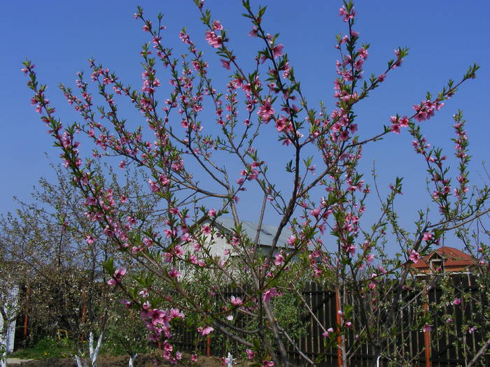 2009_04120068 - Aprilie 2009