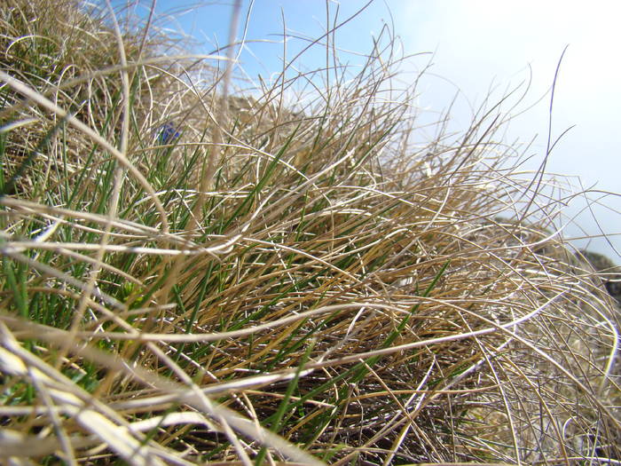 DSC03240 - Piatra Craiului MAI