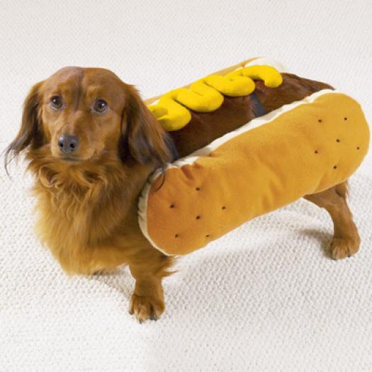 Hot-Dog---Mustard--small - amuzante