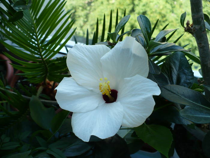 P1140843 - HIBISCUSI