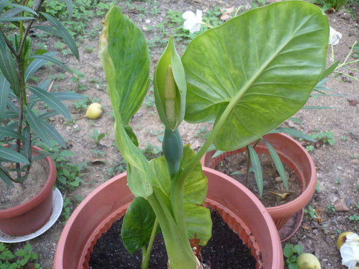 27.07.2009 082 - Flori