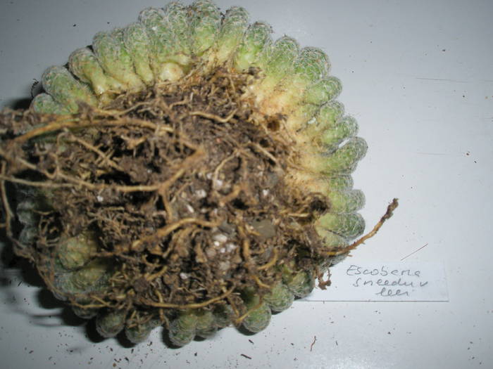 Escobaria sneedii v. leei