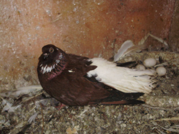 P9061430 - 1709 Marian Anghel