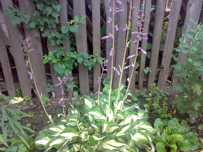 Hosta - Florile din gradina mea - 2009