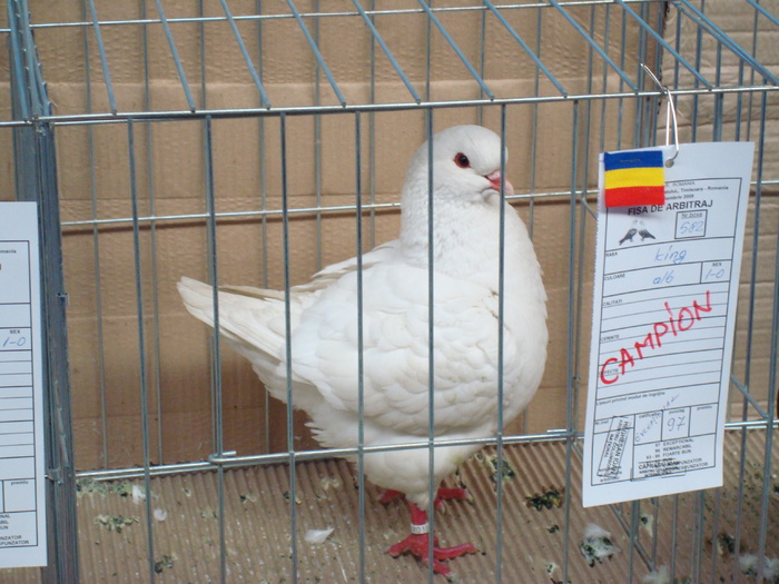DSC04866 - Campioni de toate rasele la Expo Fauna Banatului 2009 Timisoara