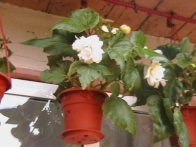 IMGA0560