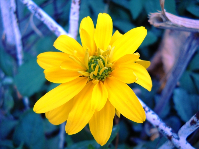 Picture 107 - flori dragute