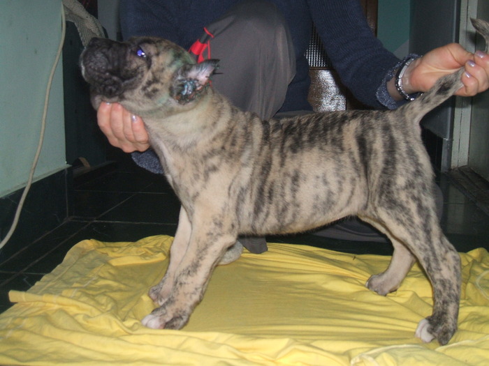 cofee - dogo canario