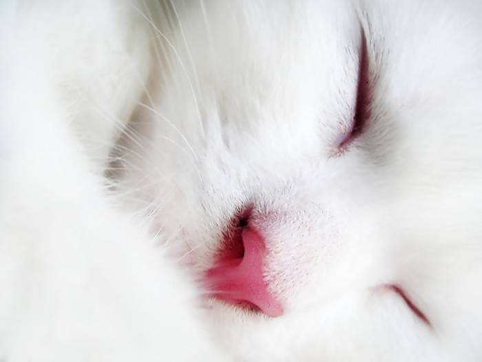 white-cat-face-wallpapers_11098_1280x960[1] - animale