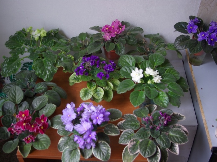 SG105511 - 2013 - Rafturi-Grup