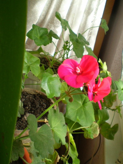 PB112807 - flori de camera 2009-2010