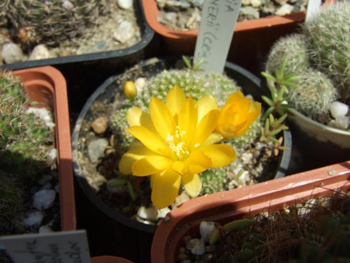Rebutia marsonerii