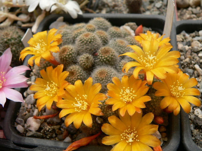 rebutia_fabrisi_v.aureiflora