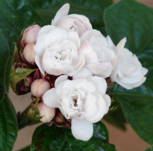 Clerodendron phillipinum; a treia floare in anul 2007
