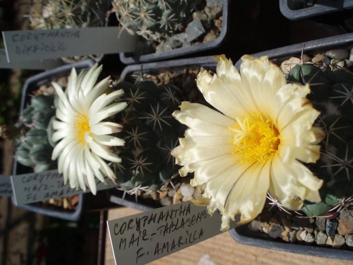 Coryphantha maiz tablensis v amarilla