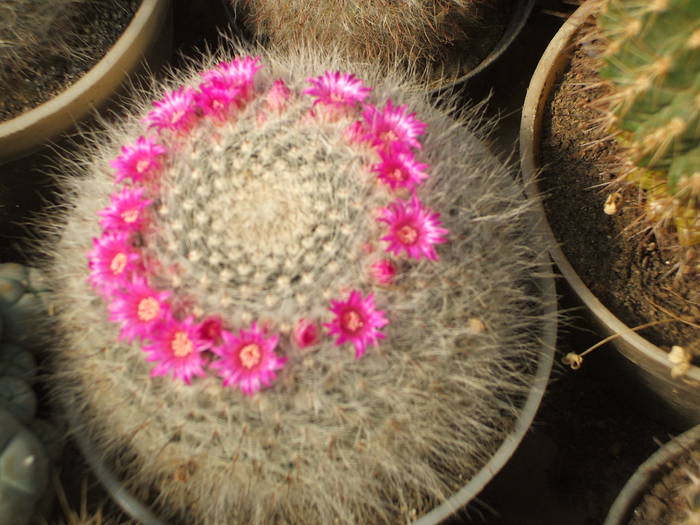 Mammilaria hahniana - colectia mea de cactusi